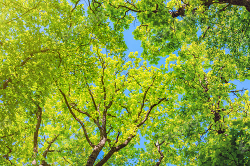 Preview: Trees in the green forest