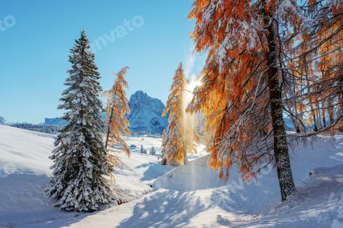 Preview: Picturesque landscape with orange larches covered by first snow