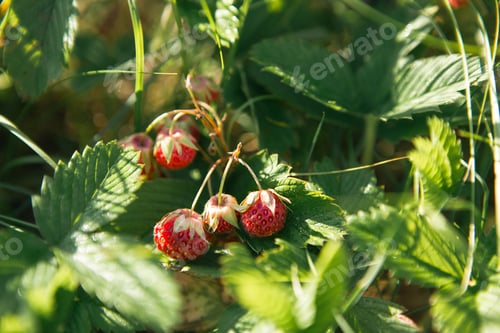 Preview: Fresh ripe red berries of wild forest strawberries on the branch behind the grass