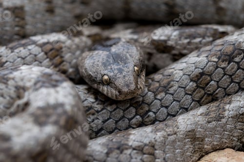Preview: A detail shot of European Cat snake (Telescopus fallax) or Soosan Snake, on the island of Malta.