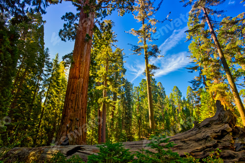 Preview: Sunrise On The Grove, General Grant Grove, Sequoia & Kings Canyon National Park