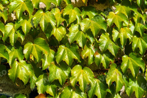 Preview: Boston ivy or Parthenocissus tricuspidata plant on the wall. Japanese creeper or Japanese ivy
