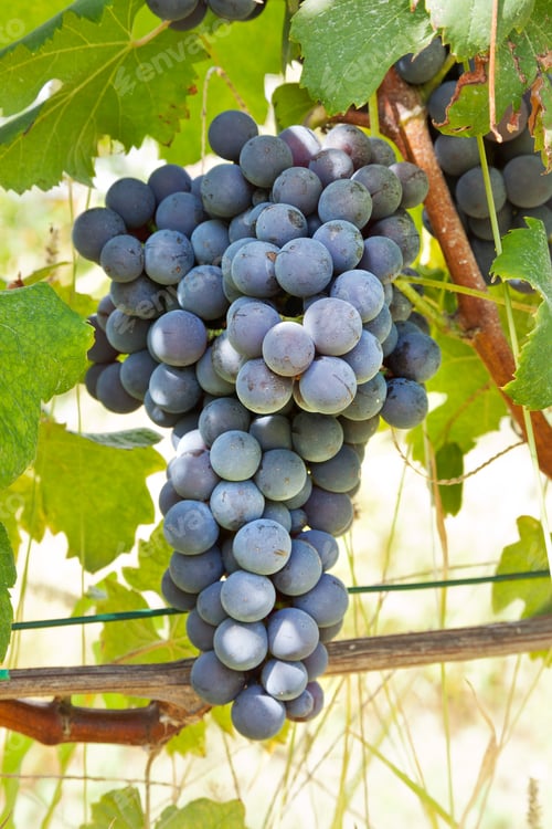 Preview: Red grape bunches, Nebbiolo variety, Italy.