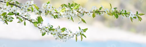 Preview: White spring blossom branches web banner