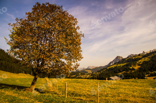 Preview: Single tree in a vast green meadow on a sunny day in summer
