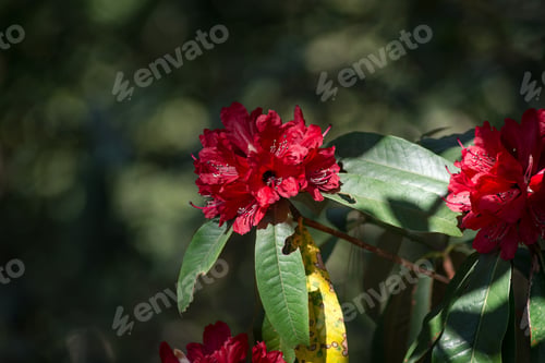 Preview: The rhododendron flower.