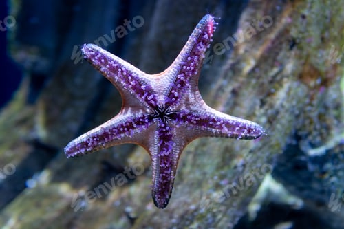 Preview: Underwater scene with a blue purple starfish. Seastar Close Up
