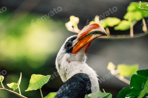 Preview: Perched regally, the hornbill surveys its realm, its vivid beak a stark contrast to the lush leaves