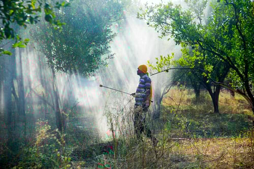 Farmer spraying fertilizer on orange tree field,