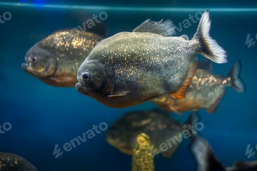 Preview: aquarium with exotic fish with piranhas