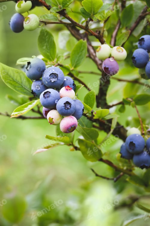 Preview: Blue huckleberry bush Vaccinium corymbosum ripening berries blueberry plant in garden vertical shot