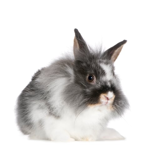 Preview: Rabbit