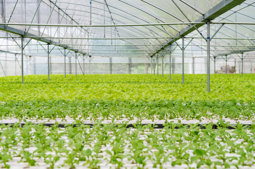 Preview: Organic vegetables
