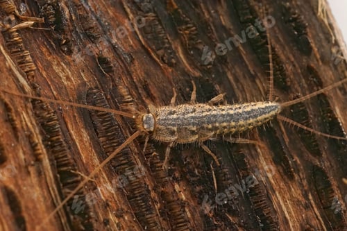 Preview: Closeup on the four lines silverfish , Ctenolepisma lineatum sitting on wood