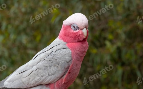 Preview: Portrait of a Galah