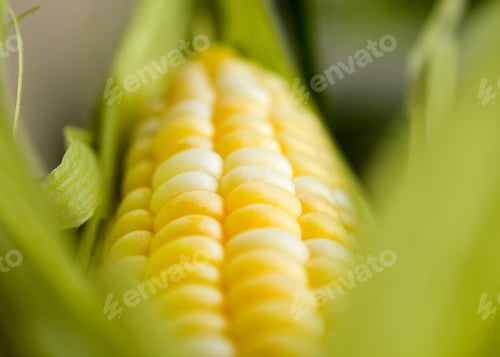 Preview: The Corn Season