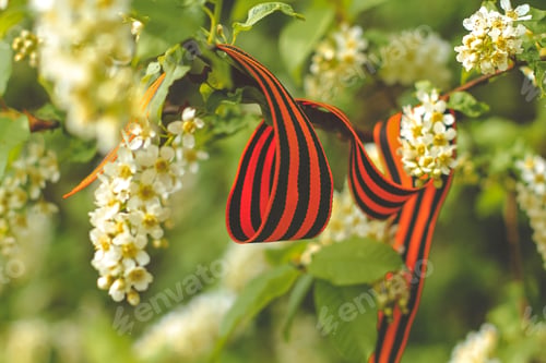 Preview: St. George’s ribbon on a spring blooming cherry tree on May 9 Victory Day. Patriotic war in Russia N