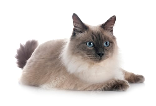 Preview: siberian cat in studio
