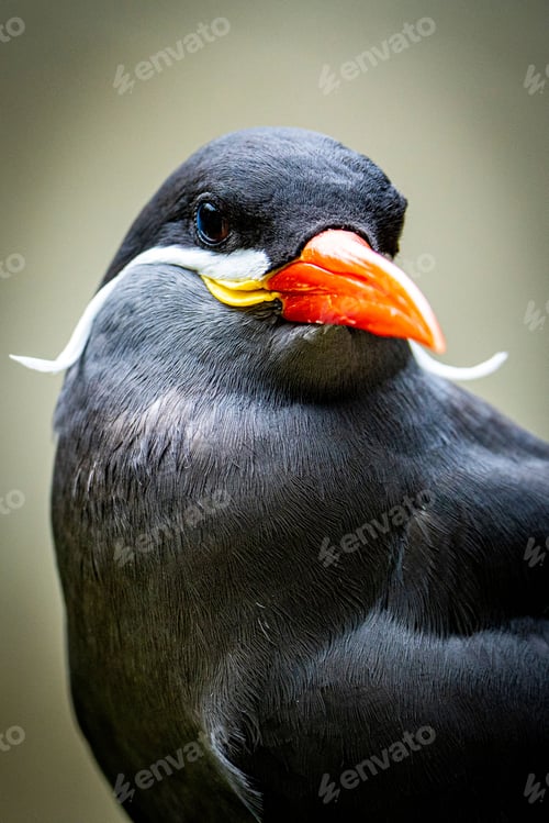Preview: Inca tern head shot on a grey background