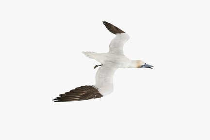 Preview: Gannet in flight with spread wings