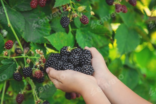Preview: The child is harvesting blackberries in the garden. Selective focus.