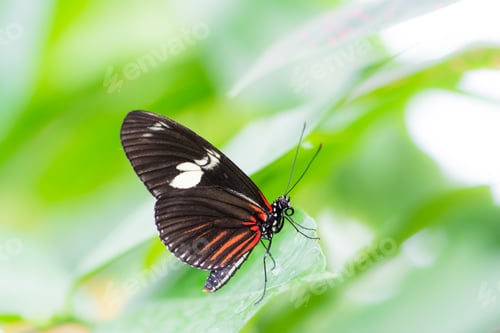 Preview: Tropical Passion-vine butterfly