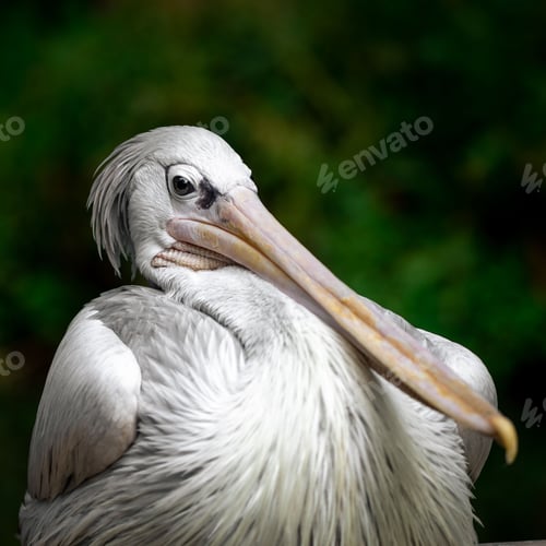 Preview: Closeup of a pelican (Pelecanus rufescens) portrait