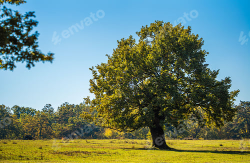 Preview: Solitary Oak Tree in Sunlit Meadow