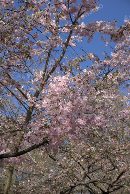 Preview: Closeup of delicate cherry blossoms blooming on a tree in the springtime