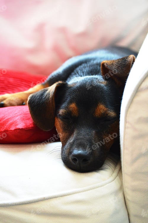 Preview: Dog Nap: Peaceful Sleep on the Couch