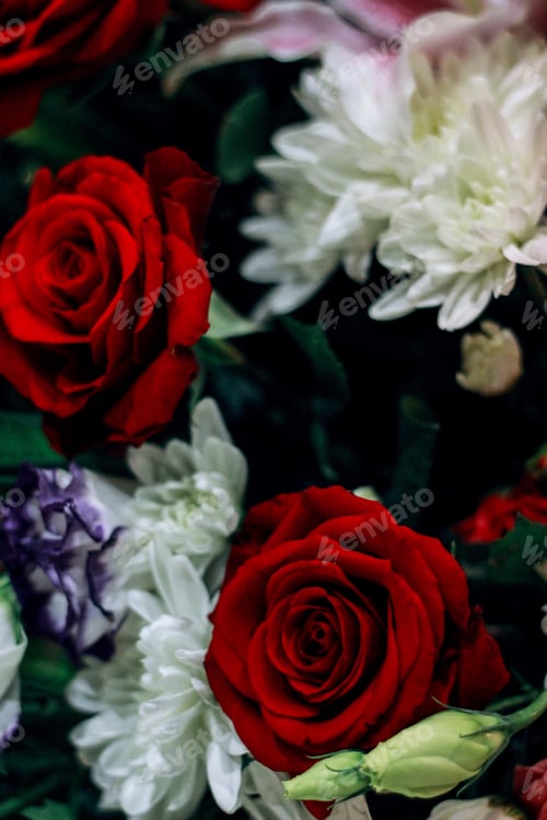Preview: // red rose //
