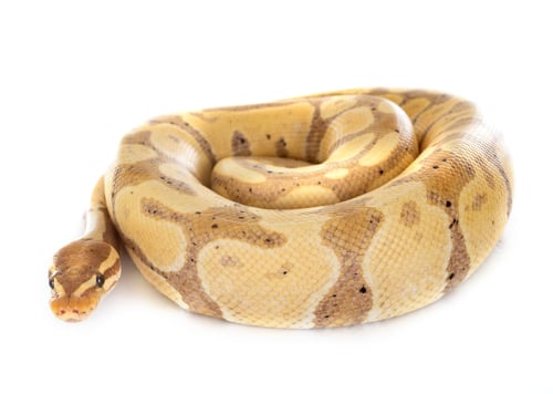 Preview: Ball python in studio