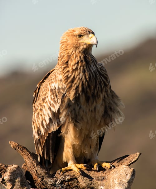 Preview: Furious wild eagle closeup