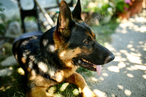 Preview: Happy German Shepherd in profile with a protruding