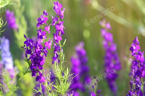 Preview: Beautiful wild flowers outdoors on sunny day, closeup with space for text. Amazing nature in summer