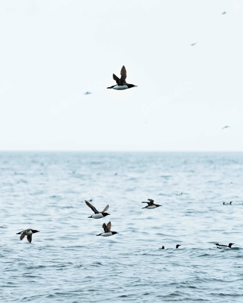 Preview: Birds in the sky