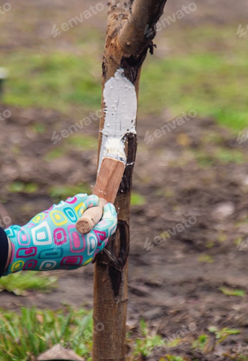 Preview: treat a tree trunk in the garden. Selective focus.
