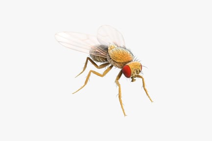 Preview: Close-up of fruit fly (lateral view)