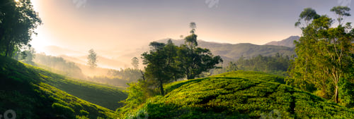 Preview: Panorama of a tea plantation at sunrise, Kerela, India