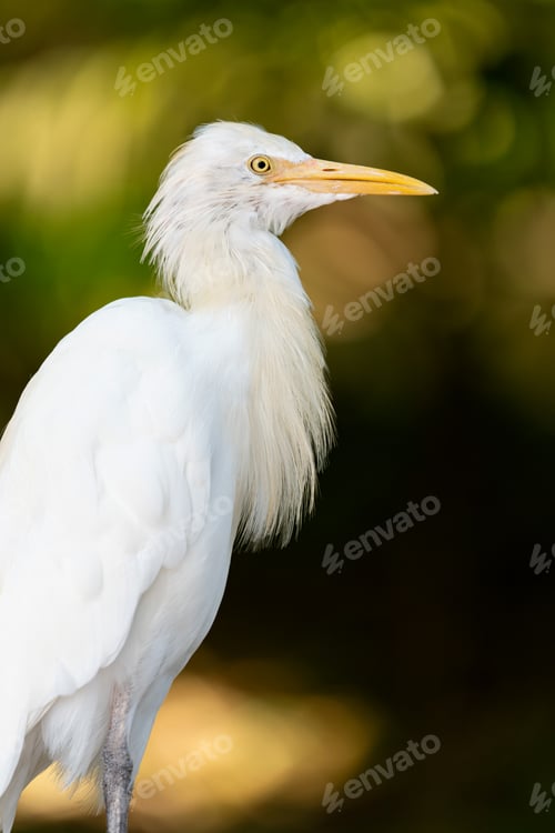 Preview: Portrait of a cattle egret. Close up view of a cattle egret