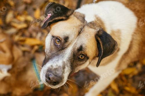 Vista previa: Mixed breed yellow brown dog. Sweet dog in shelter with sad eyes