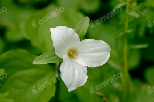 Preview: Trillium grandiflorum Snowbunting blossoms in the garden in spring