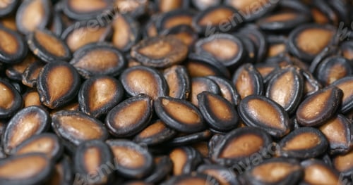 Preview: Black watermelon seed