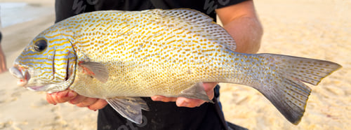 Colorful Spotted Fish Held Up at the Beach