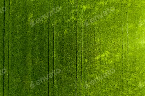 Preview: Green field in rural area. Landscape of agricultural cereal fields