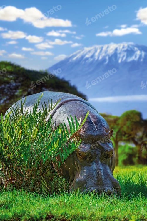 Preview: Close hippo on savanna landscape and Kilimanjaro background