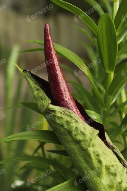 Preview: Closeup shot of a Dragon Arum - Dracunculus vulgaris or Dragon Lily