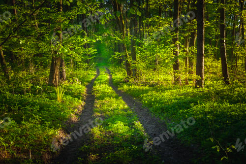 Preview: Dirt road in a dense forest illuminated by the spring sun