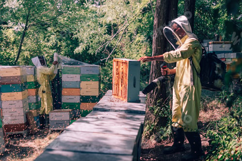 Preview: Beekeepers removing honeycombs from beehive in apiary using smoker