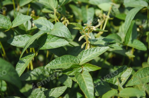 Preview: Soy pods at sunset, close up. Agricultural soy plantation and sunshine.